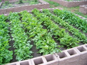 church gardens,garden,grow food,food for people,