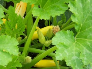 grow food,garden,food for families,help people with food