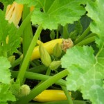 Summer squash ready for picking!