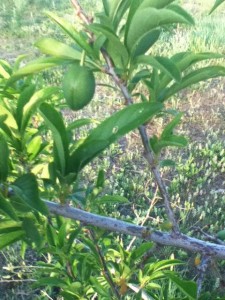 orchard,community orchard,grow fruit