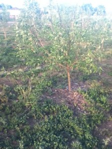 orchard,community orchard,food for families,grow food,grow fruit