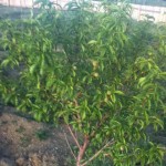 Young Trees in the Orchard