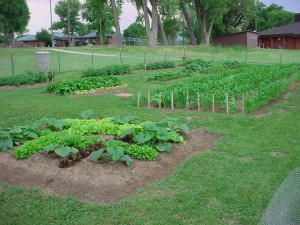 youth center garden,garden,grow food,food for families