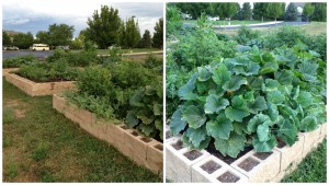 church garden,grow food,garden,vegetables