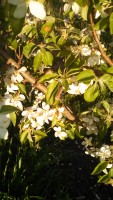 fruit trees,apple trees,community orchard denver