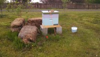 bees,bees for honey,bees in community orchard,littleton co, denver