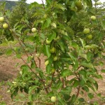 The Orchard is Exploding With Ripening Fruit! We Need YOU!