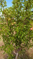 fruit trees,orchard,fruit for people,grow fruit