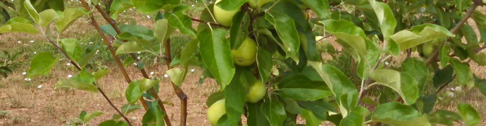 food for people,fruit,fruit orchard, orchard,food for families